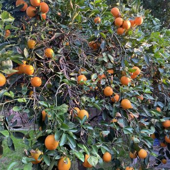 Fruit Picking in Glendale Arizona