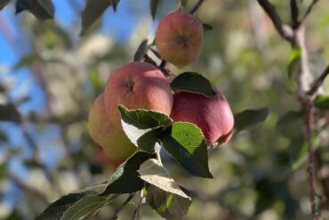 Fruit Picking in Hayward California