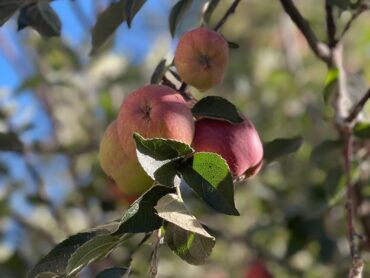 Fruit Picking in Hayward California