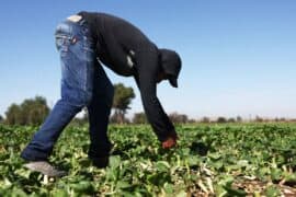 Fruit Picking in Hemet California