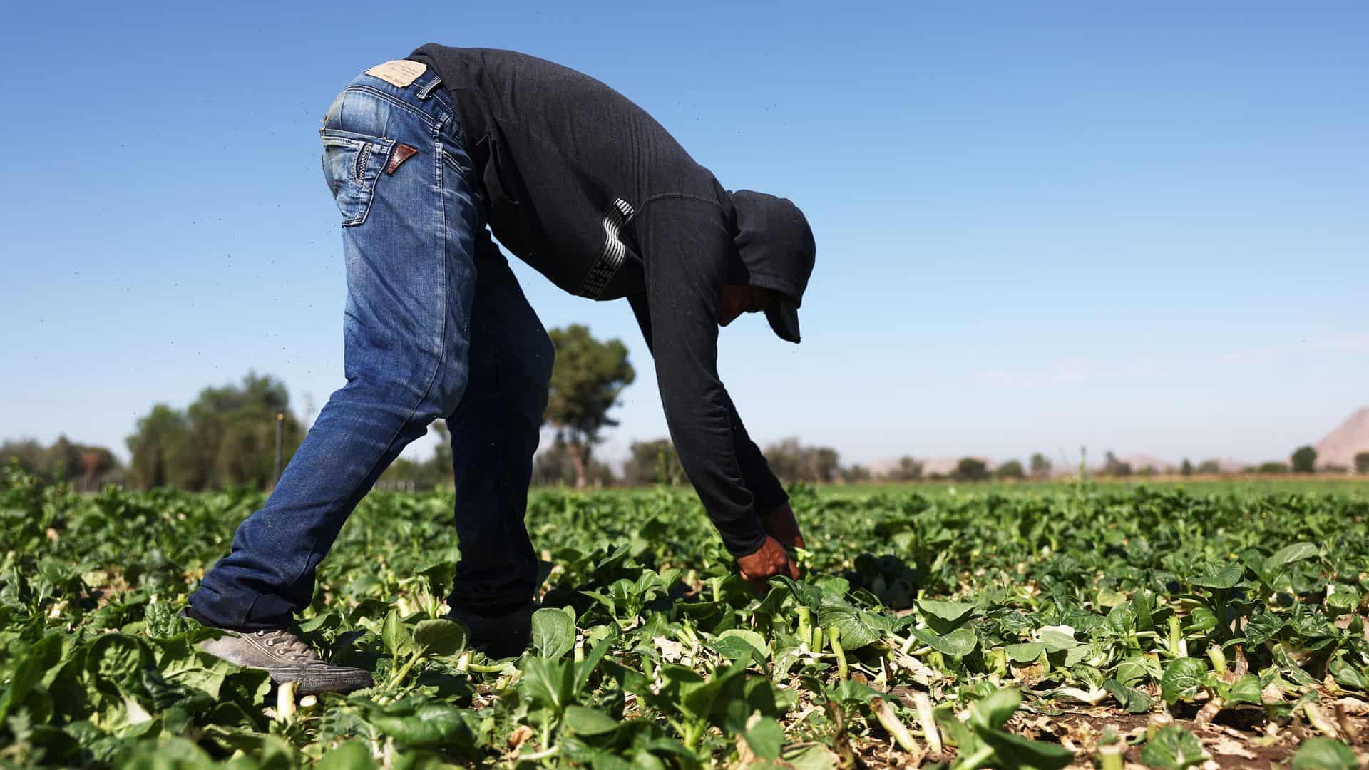 Fruit Picking in Hemet California