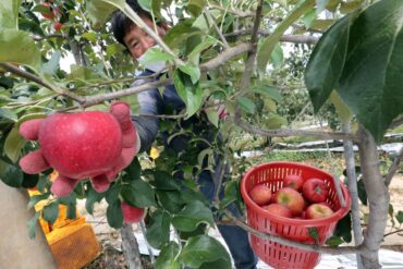 Fruit Picking in Hougang