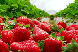 Fruit Picking in Houston Texas