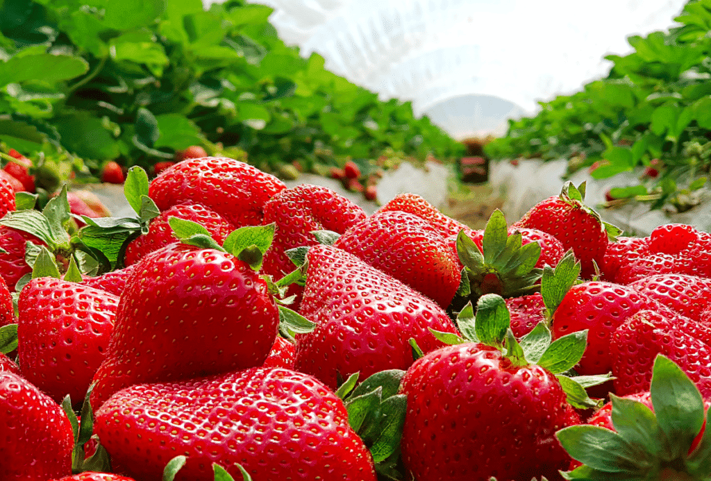 Fruit Picking in Houston Texas