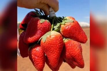 Fruit Picking in Irvine California