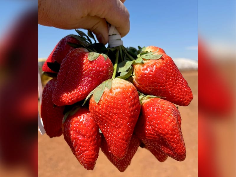 Fruit Picking in Irvine California