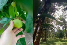 Fruit Picking in Islands New Territories