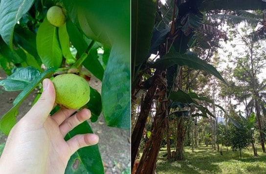 Fruit Picking in Islands New Territories