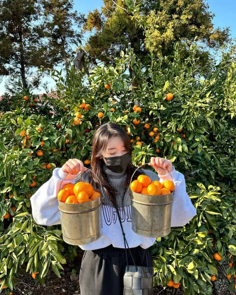 Fruit Picking in Kallang