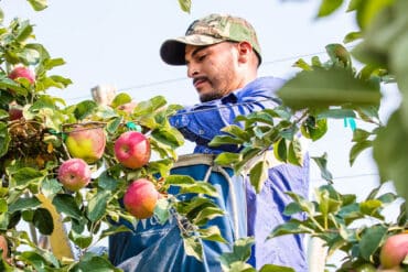 Fruit Picking in Kennewick Washington