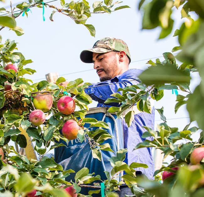 Fruit Picking in Kennewick Washington