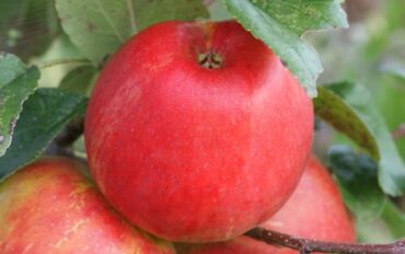 Fruit Picking in Killeen Texas