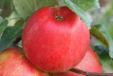 Fruit Picking in Killeen Texas