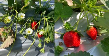 Fruit Picking in Kwun Tong Kowloon