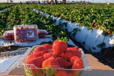 Fruit Picking in Lancaster California