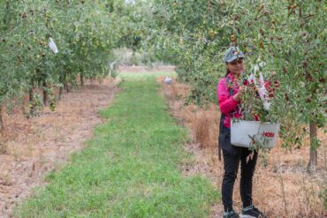 Fruit Picking in Las Cruces New Mexico