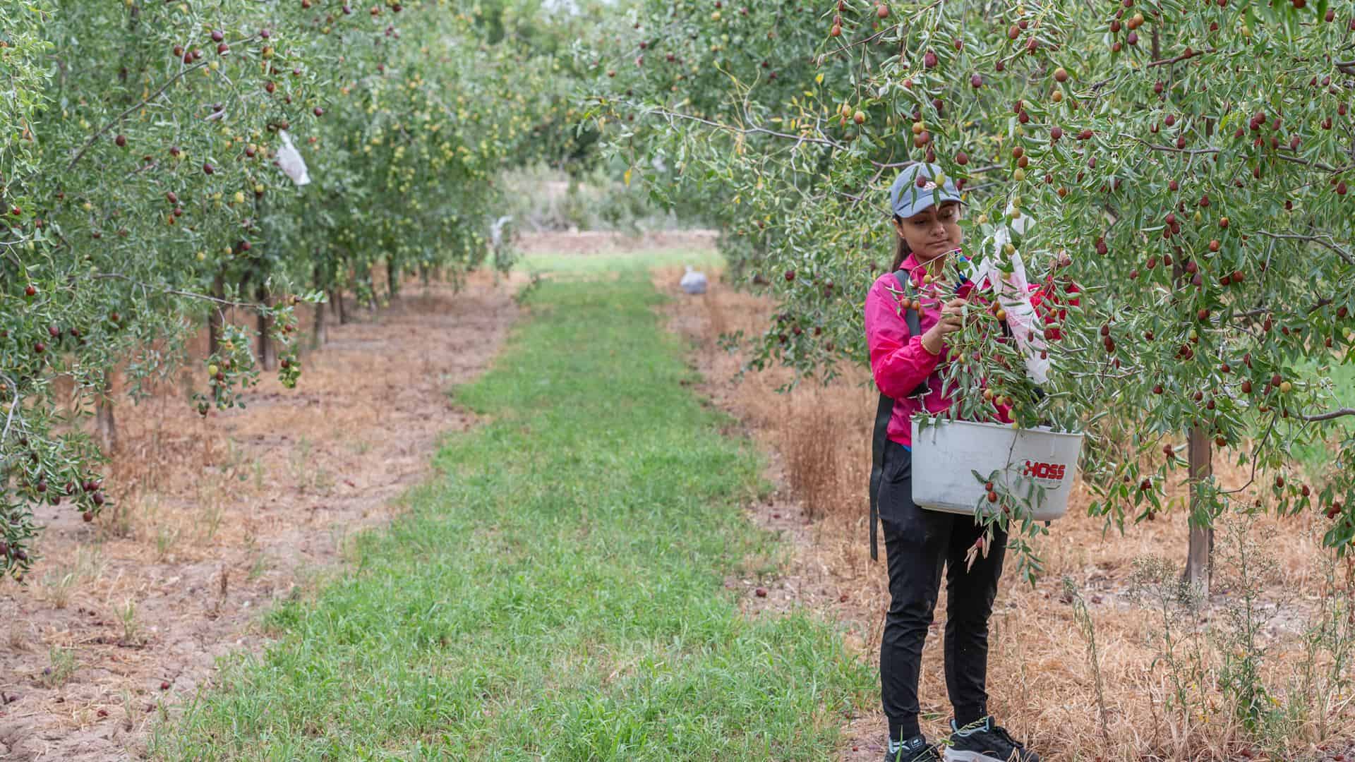 Fruit Picking in Las Cruces New Mexico