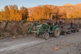 Fruit Picking in Lehi Utah