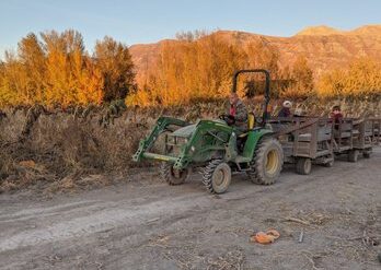 Fruit Picking in Lehi Utah