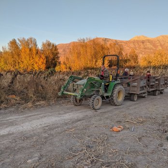 Fruit Picking in Lehi Utah