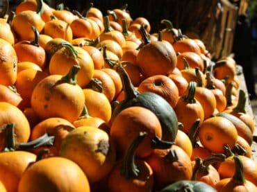 Fruit Picking in Lynwood California