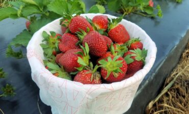 Fruit Picking in Macon-Bibb County, Georgia