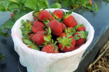 Fruit Picking in Macon-Bibb County, Georgia