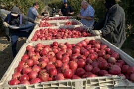 Fruit Picking in Madera California