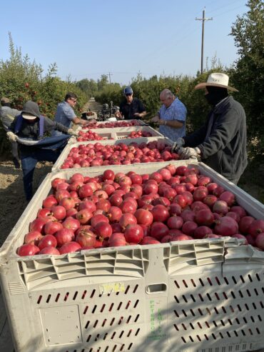 Fruit Picking in Madera California