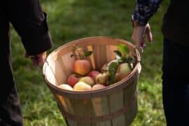 Fruit Picking in Marine Parade