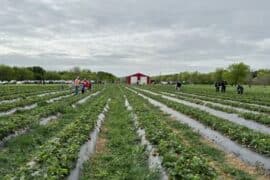 Fruit Picking in McKinney Texas