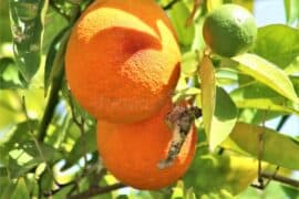 Fruit Picking in Mesa Arizona