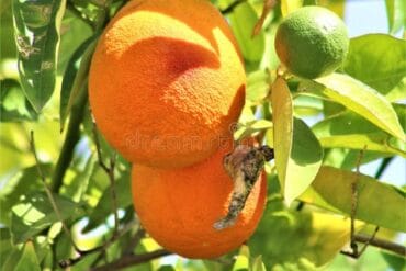 Fruit Picking in Mesa Arizona