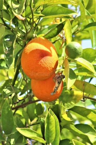 Fruit Picking in Mesa Arizona