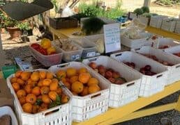 Fruit Picking in Milpitas California