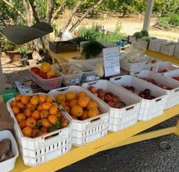 Fruit Picking in Milpitas California