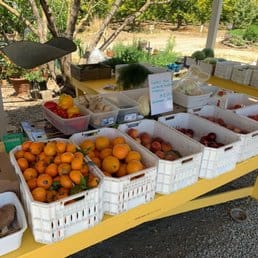 Fruit Picking in Milpitas California