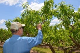 Fruit Picking in New Braunfels Texas