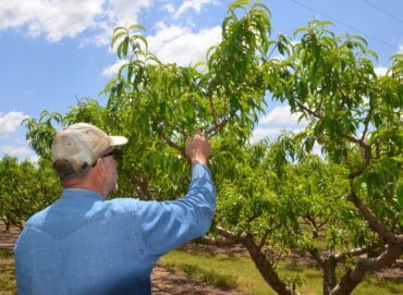 Fruit Picking in New Braunfels Texas