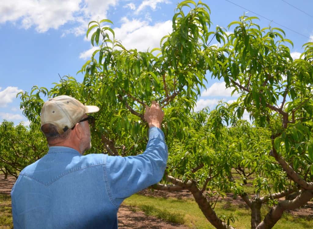 Fruit Picking in New Braunfels Texas