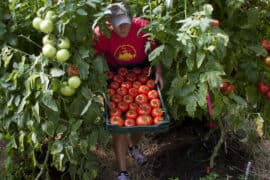 Fruit Picking in North New Territories