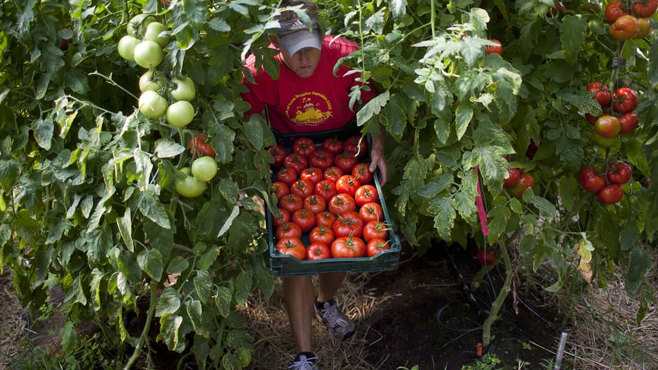 Fruit Picking in North New Territories