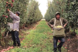 Fruit Picking in Ontario California