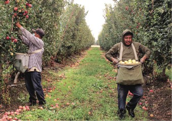 Fruit Picking in Ontario California