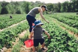 Fruit Picking in Orange California