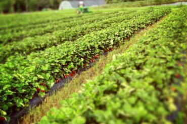 Fruit Picking in Overland Park Kansas