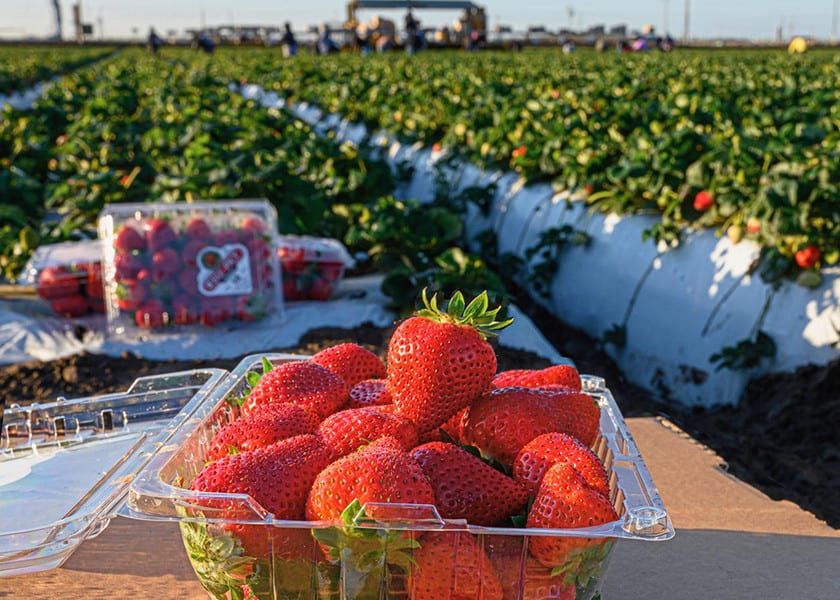 Fruit Picking in Oxnard California