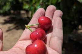 Fruit Picking in Palo Alto California