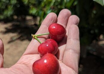 Fruit Picking in Palo Alto California