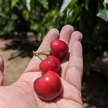 Fruit Picking in Palo Alto California